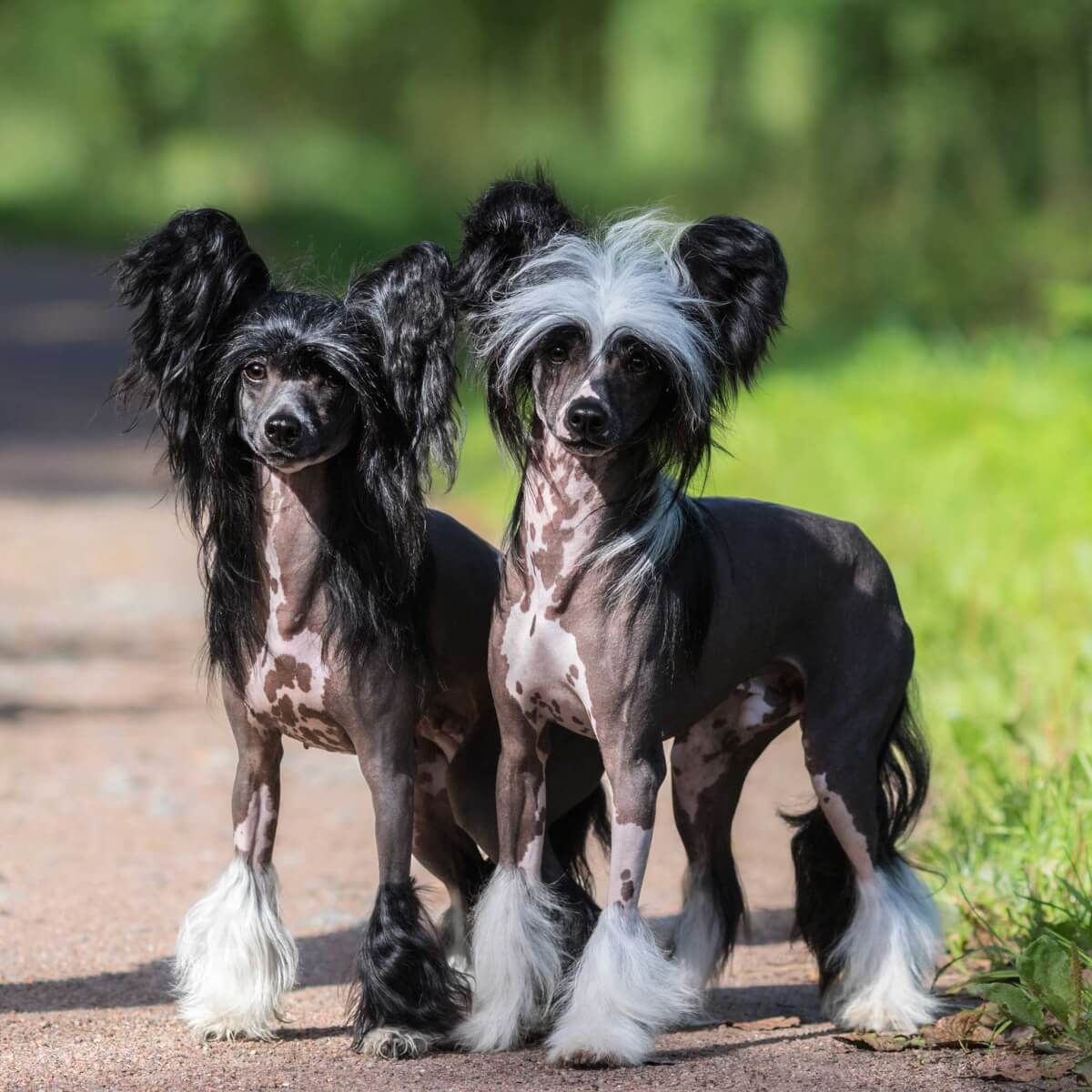 中国冠毛犬，多次获得世界最丑狗狗大奖，为何有人对它痴狂？