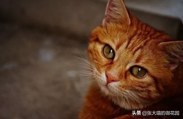 猫吃虾的好处和坏处（详解猫吃虾的利弊端）