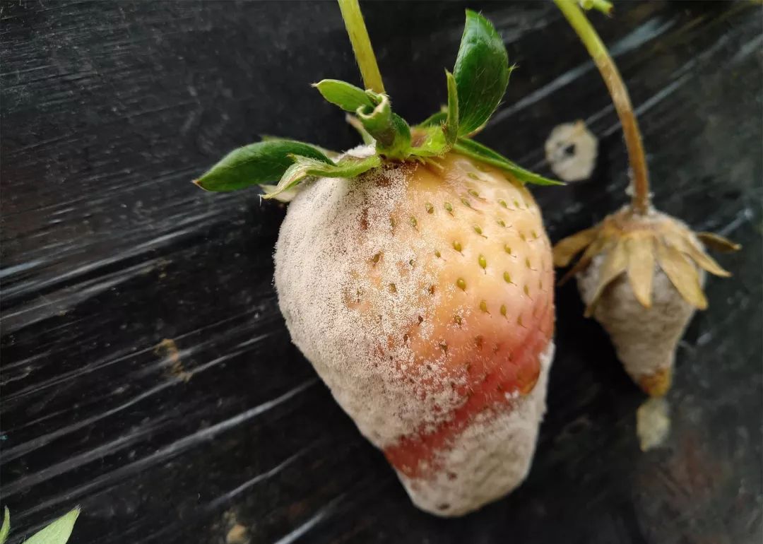 草莓灰霉病告急!花期没防住,后患无穷