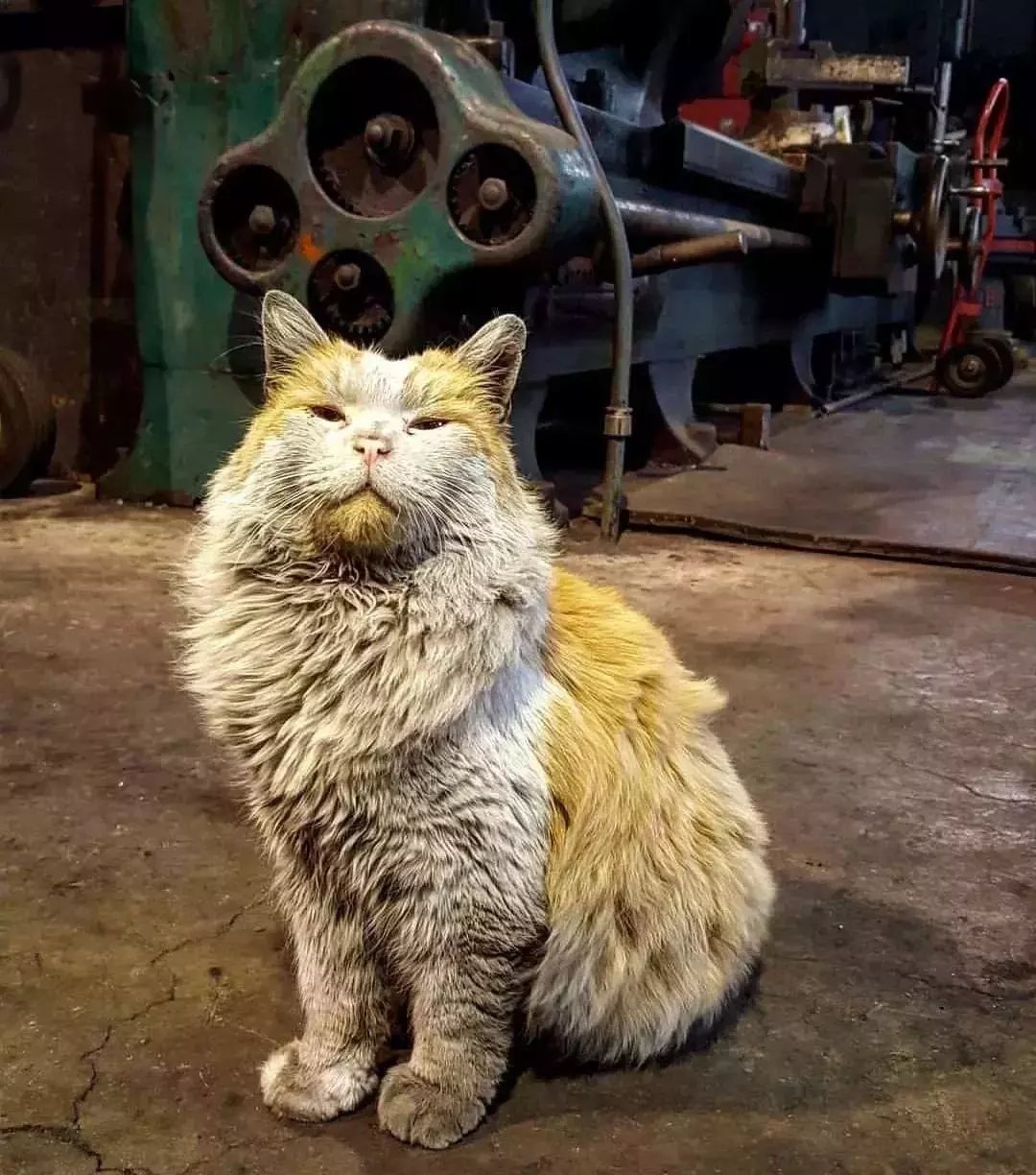 梦到猫,应该如何解梦?