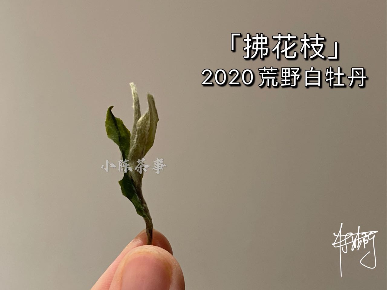 老丛水仙、古树白茶、老树绿茶，泛滥的老丛茶市场，哪些才是真？