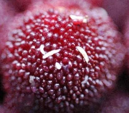为什么刚买的杨梅就有“小白虫”？营养师：不小心吃了也没关系