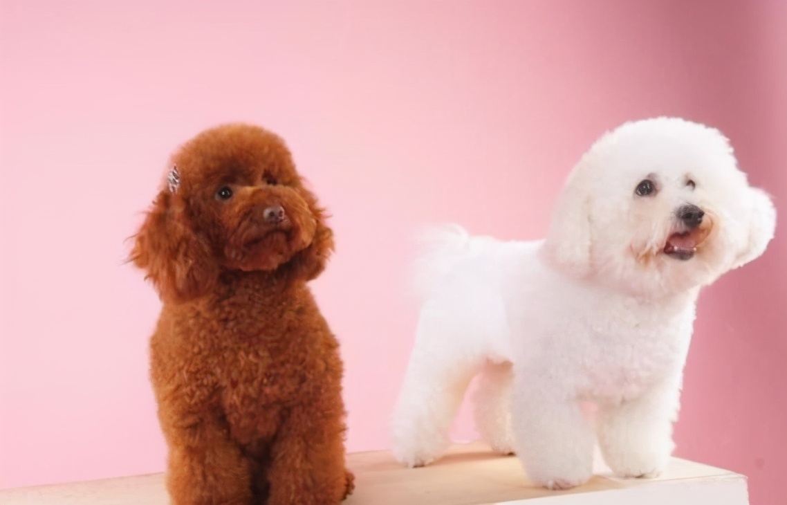 泰迪犬和比熊犬：如何区分“撞脸”的狗狗