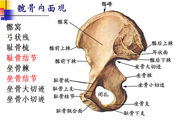 骨盆构成,分界及男女骨盆比较骶骨尾骨两髋骨,构成骨盆起保护界线以下