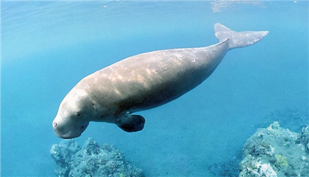 儒艮为什么叫美人鱼(古籍中记载的"美人鱼"是什么?