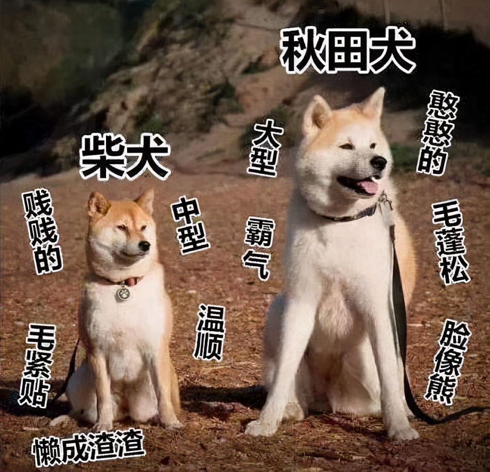 秋田犬为什么卖那么贵？背后是有原因的