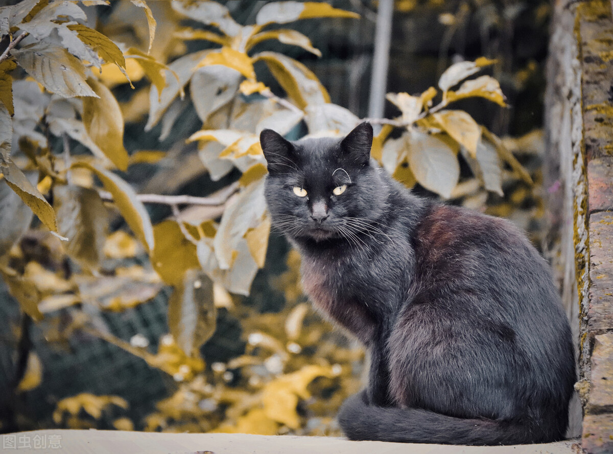 谁说土猫土，这些国内常见的土猫，你告诉我究竟哪里土