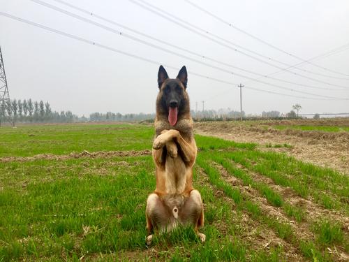 马犬一直不训练会有什么后果（马犬虽优秀但还是有几大坑）