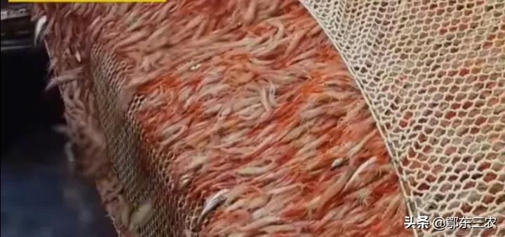 渔民在大海捕捞，下一次海能捞100多吨鱼虾上船立即冰冻，真赚钱