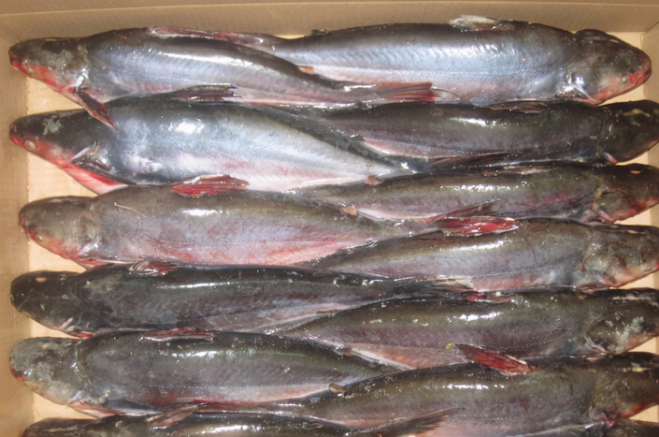 巴沙鱼有刺吗巴沙鱼孩子能吃吗