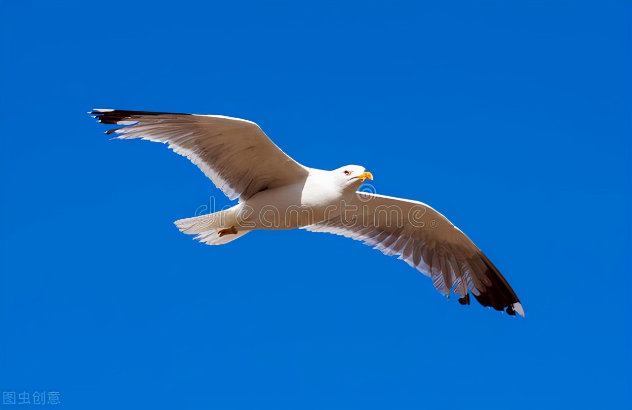 谈谈诗的押韵及其禁忌，不押韵者也是诗吗？