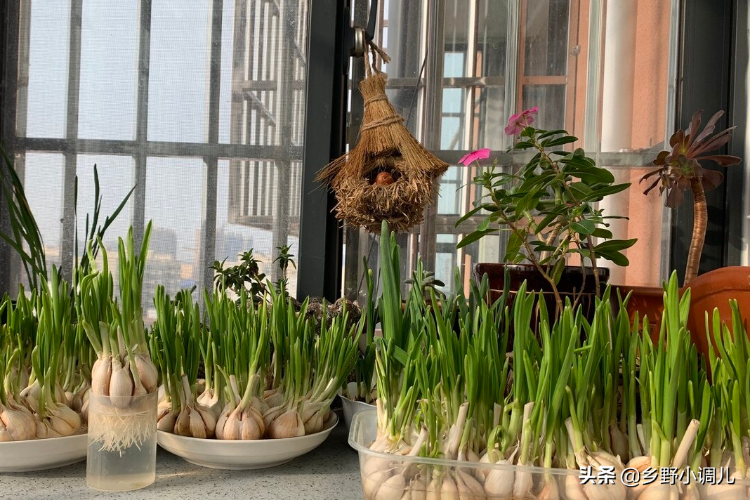 水培大蒜要剥皮吗（简单5步绿油油的蒜苗端上桌）