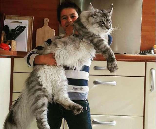 被评为"最不臭"的几种猫,即使不洗澡,身体都是香的