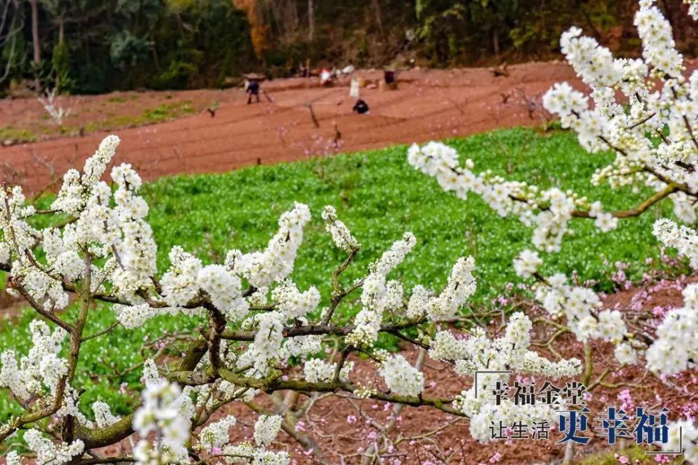 成都1.5h刹拢幽静山野，赏梨花、油菜花、桃花…不收门票