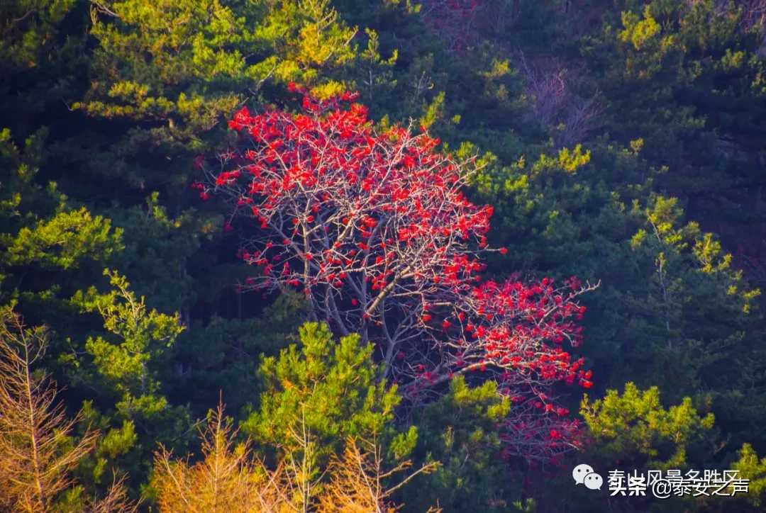 深秋泰山：一年好景君须记，最是橙黄橘绿时