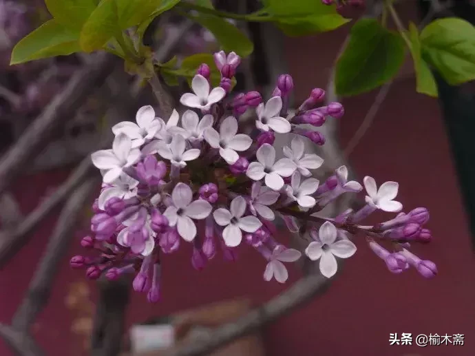 赞美丁香花的优雅诗句(十首丁香花的优美古诗词赏析)