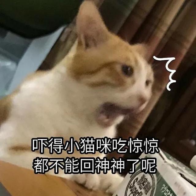 表情包|吓得小猫咪吃惊惊都不能回神神了呢