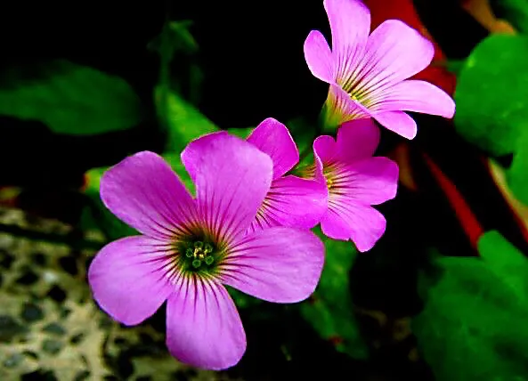 红花酢浆草是什么植物（红花酢浆草的生长环境）