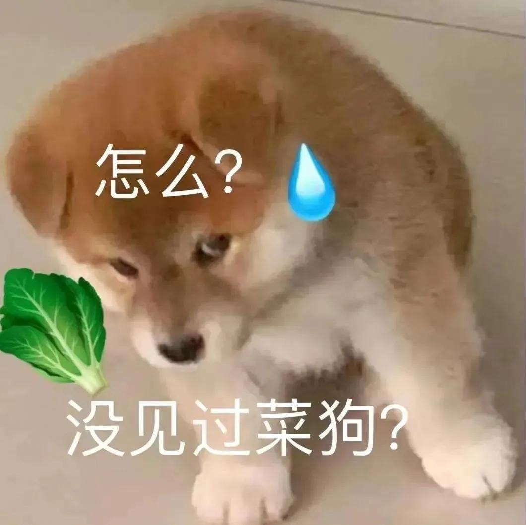 表情包：干什么？没见过菜狗