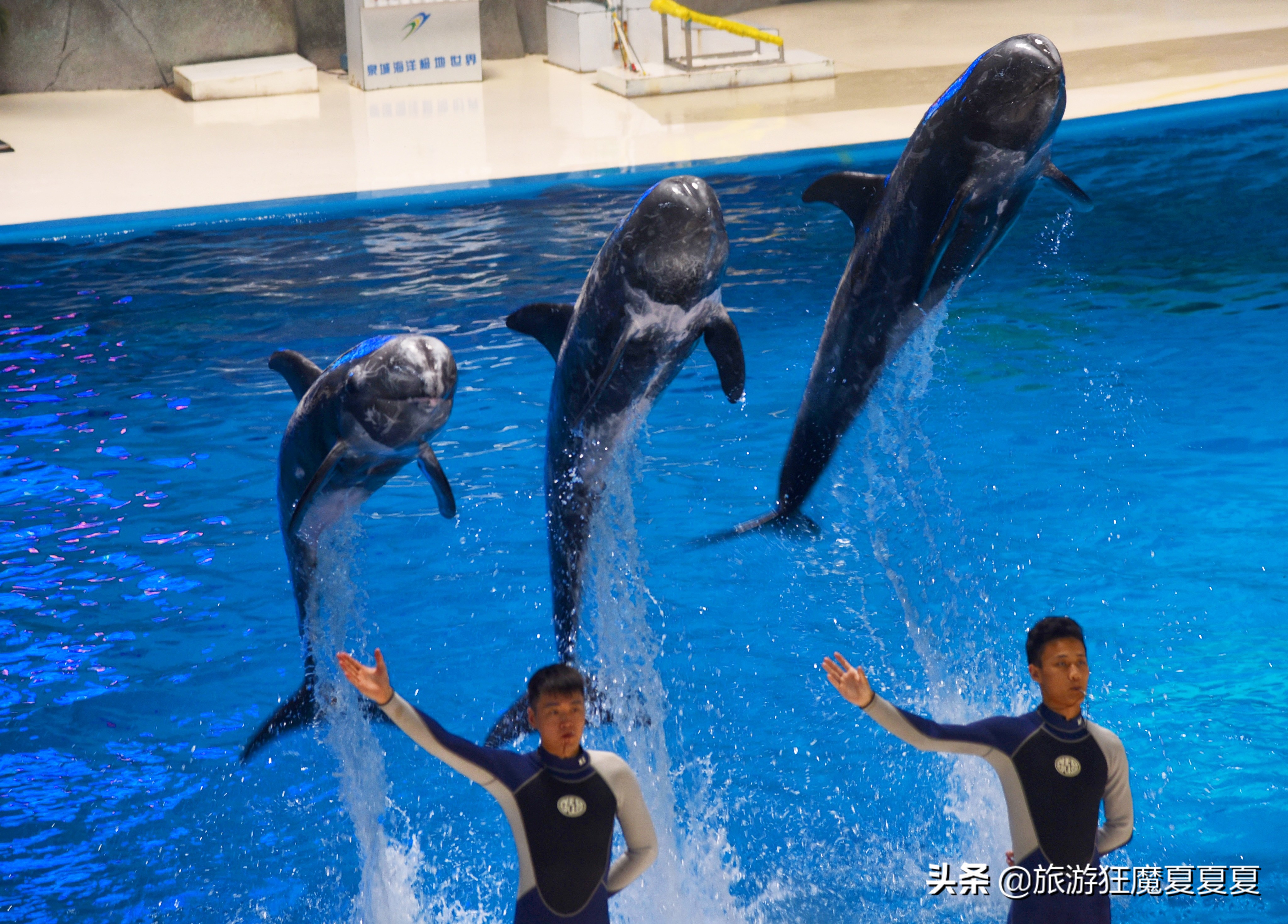 灵巧,海洋极地世界