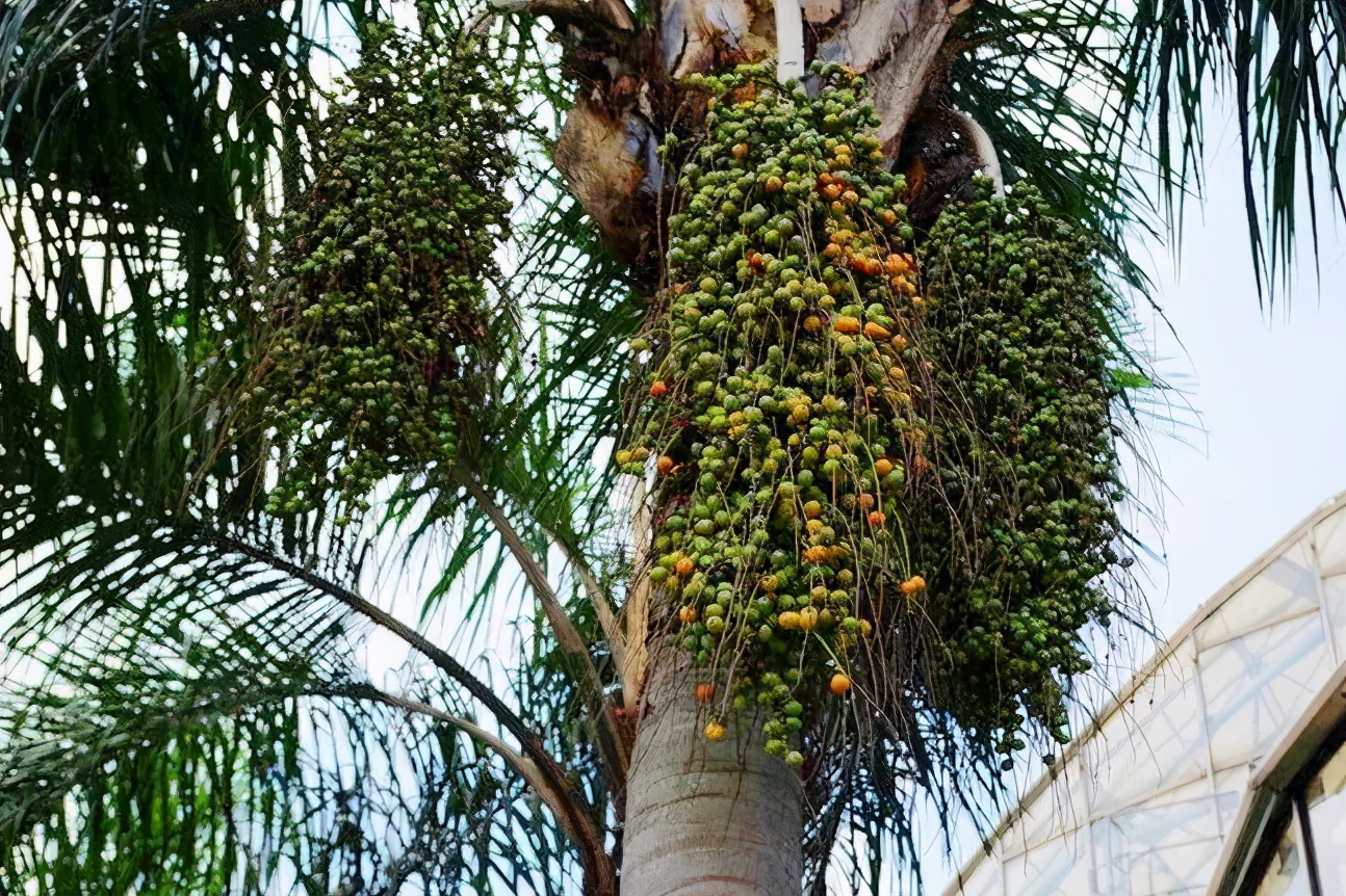 棕榈树皮9妹妹刚觉得自己已经接近真理的时候,@王百万 突然问了一句