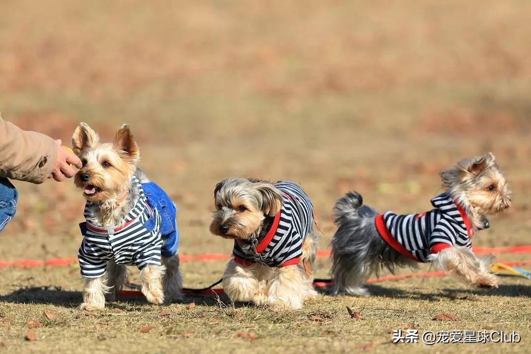 约克夏犬，英国的捕鼠小公主