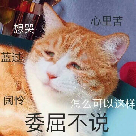 猫咪委屈表情包合集