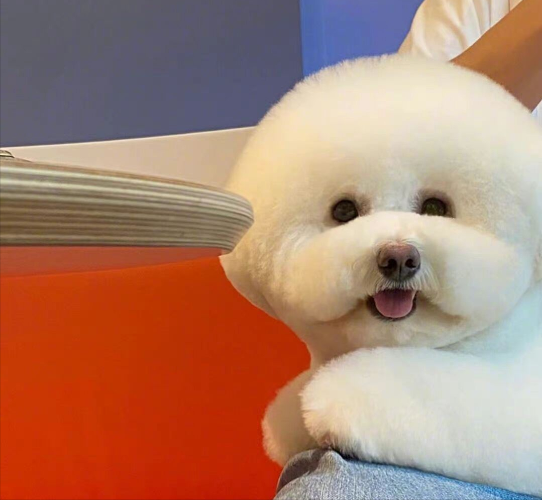 一只"棉花糖"狗狗,原来是小可爱呢,它好养活吗?