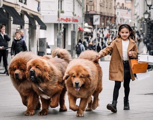 在国外爆红的6种“中国犬”，网友：咱家狗为国争光了！