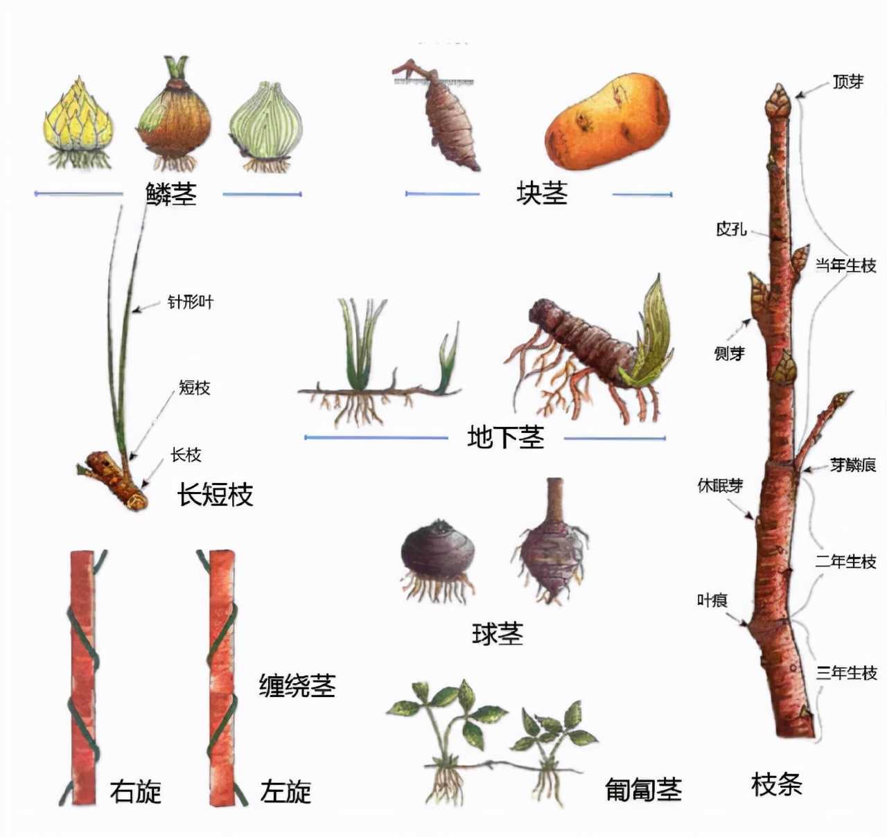 花的基本结构简图（教科书般的植物形态图解）