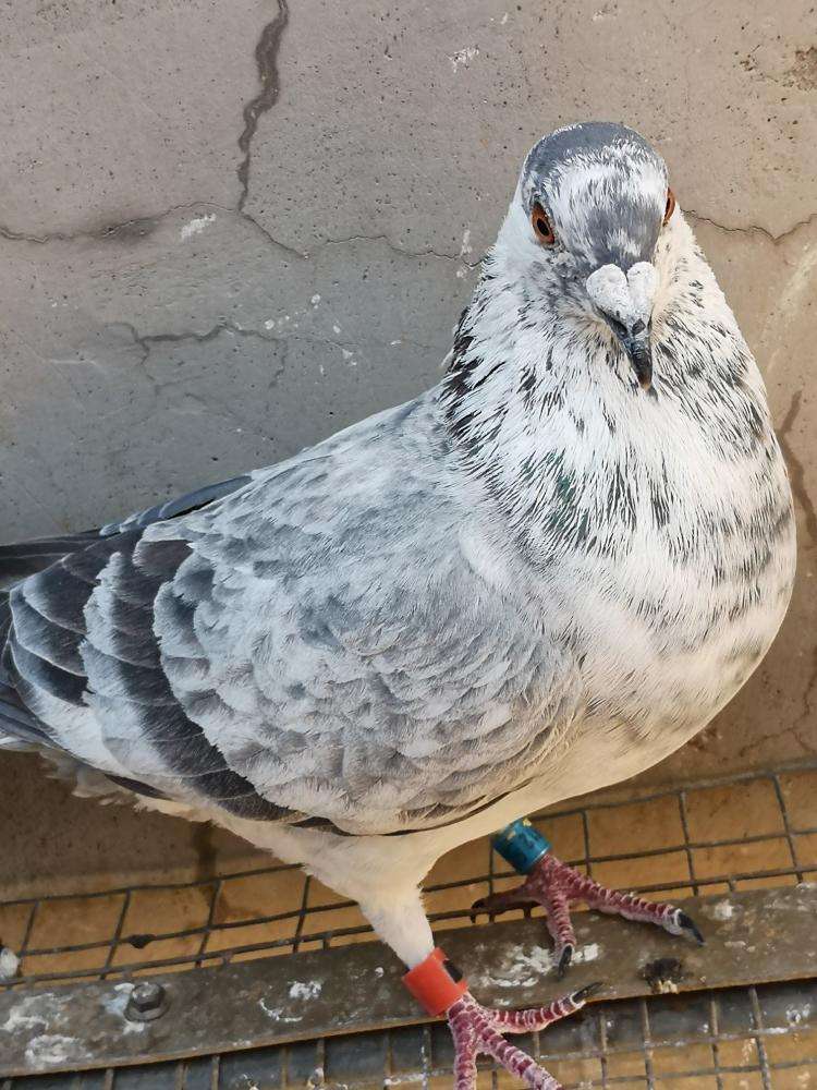 麒麟花信鸽也可自成一系