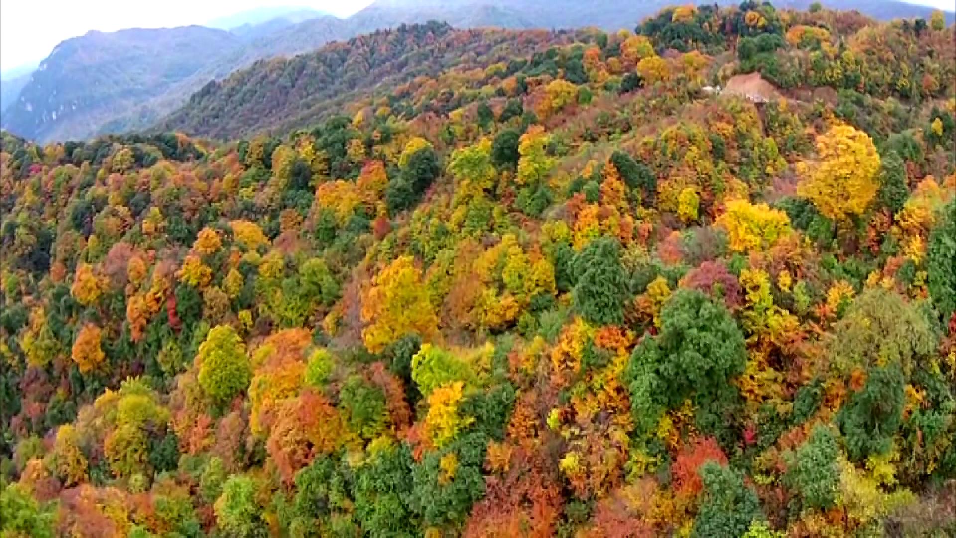 山西枫叶红了，都说这10个地方最好看，你怎么看？