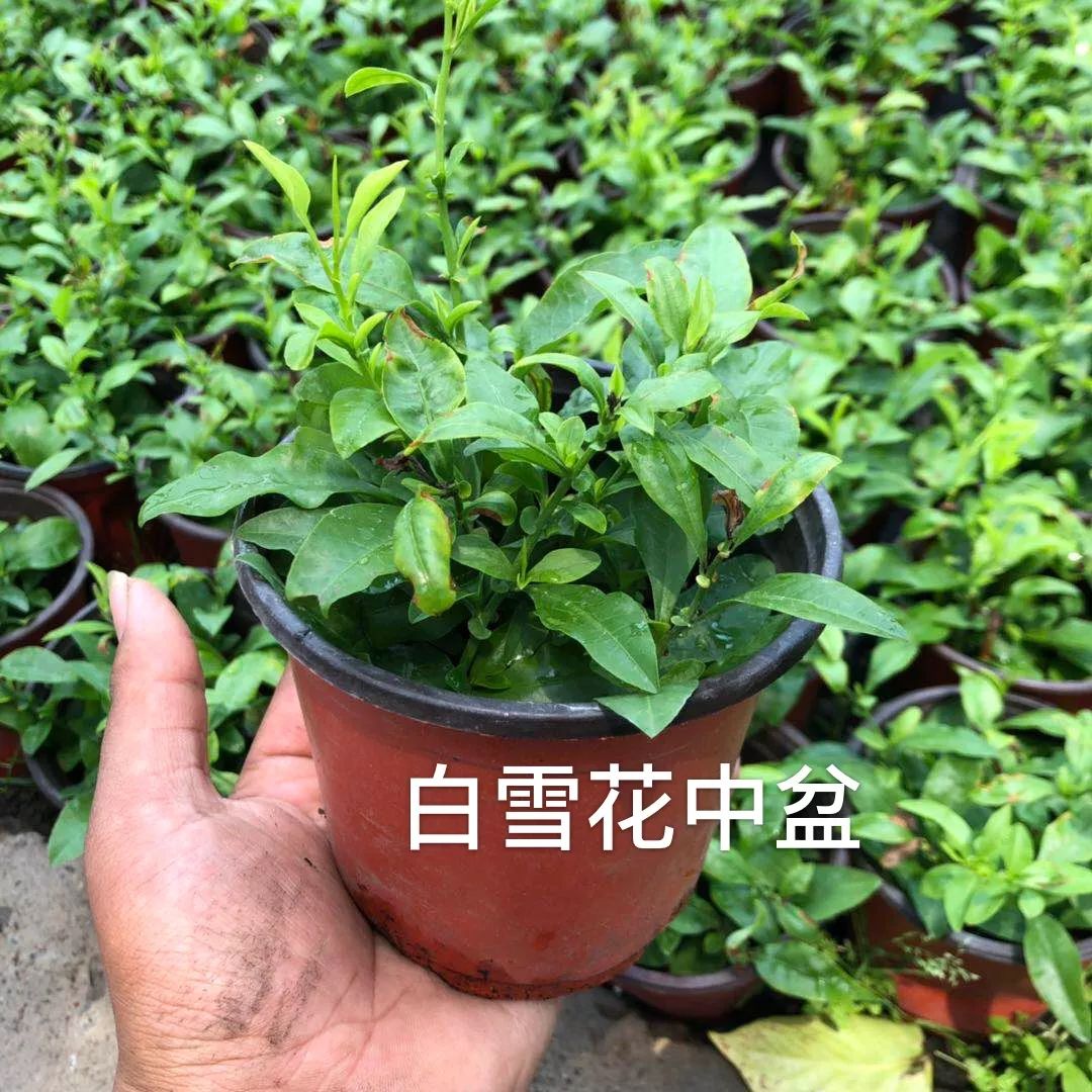 盘点下那些在夏天盛开的植物