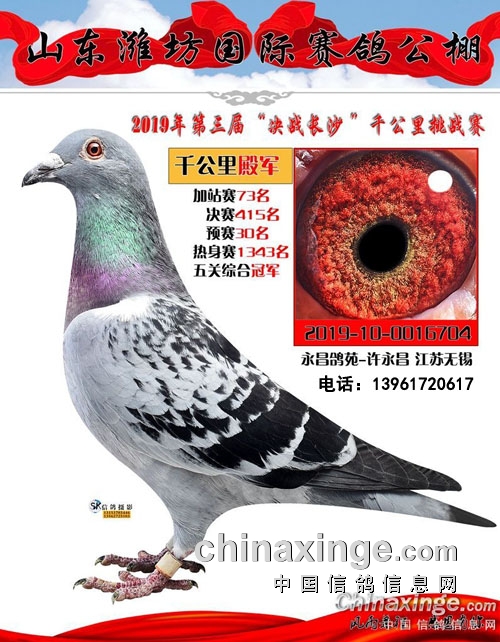74岁飞公棚冠军 许永昌：我用的仍然是李鸟！