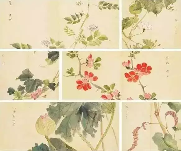 《读〈诗经〉之茯苓：解读古老智慧的芬芳》