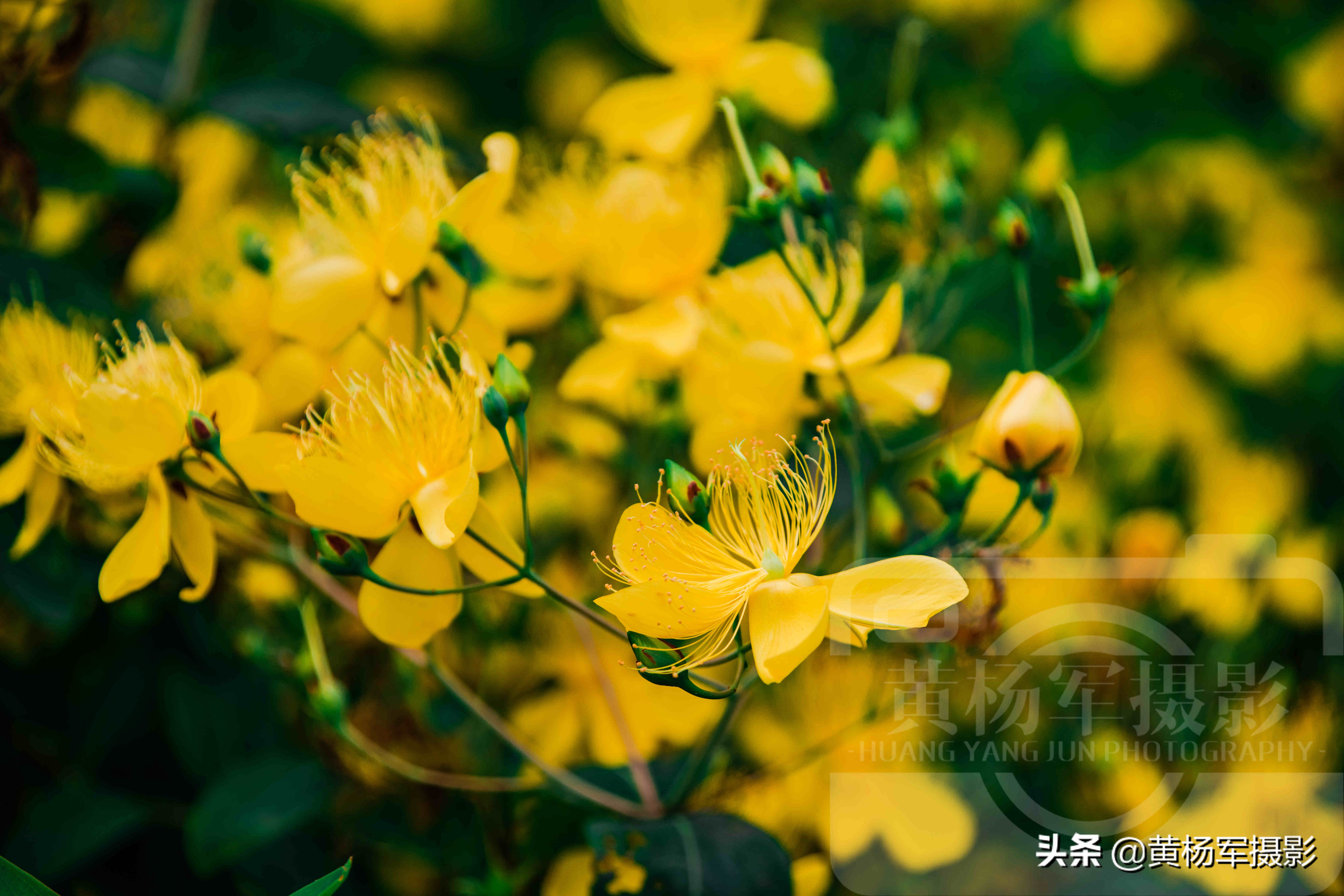 遇见金丝桃花盛开的美丽，绚烂多姿，金灿灿的花朵惹人喜爱的娇美