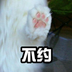 猫爪子牵手表情包｜牵手成功