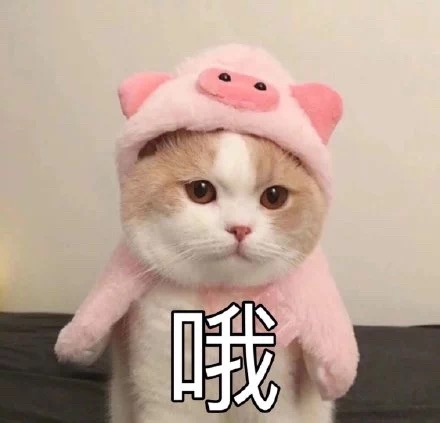 猫咪表情包：我是一个没有感情的杀手