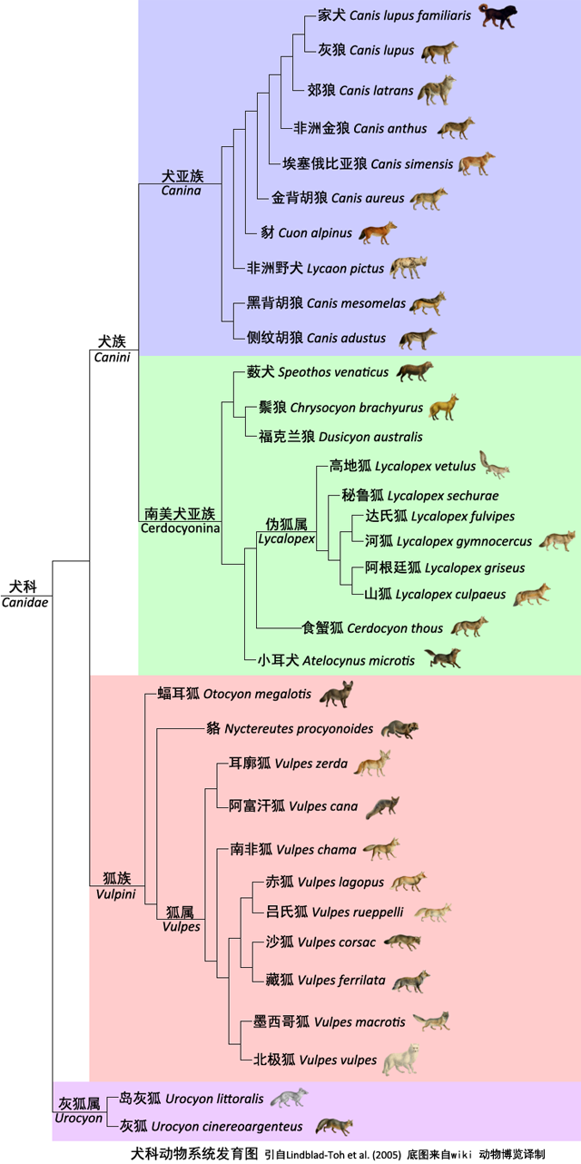 汪汪队立大功狗狗名字（犬科家族36种野生汪汪给您拜年）