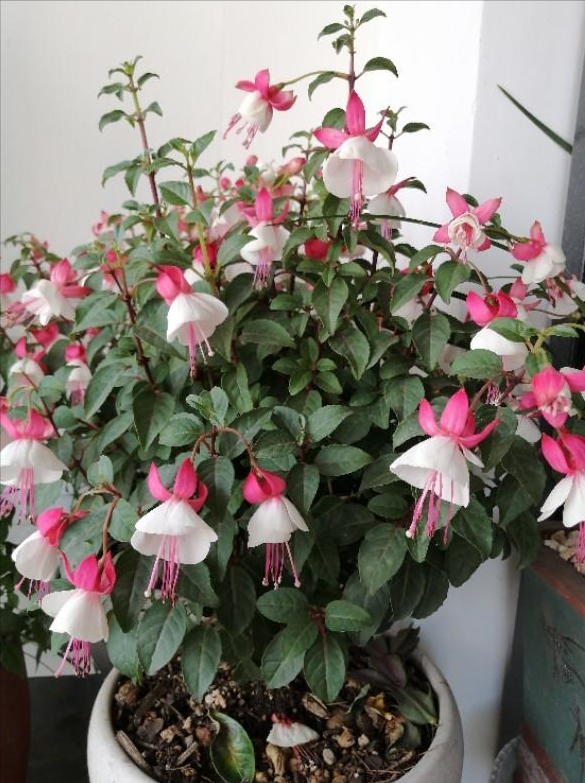 吊钟海棠的养殖方法和注意事项(吊钟海棠的养护小技巧)