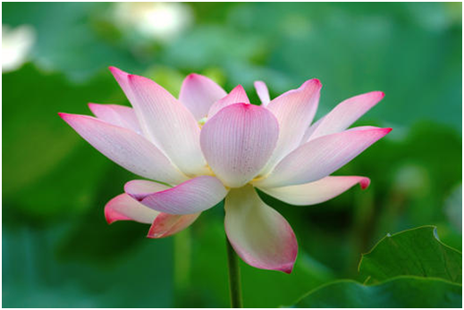 莲花向来是高雅高洁的代名词，注意养护技巧，自家也能养