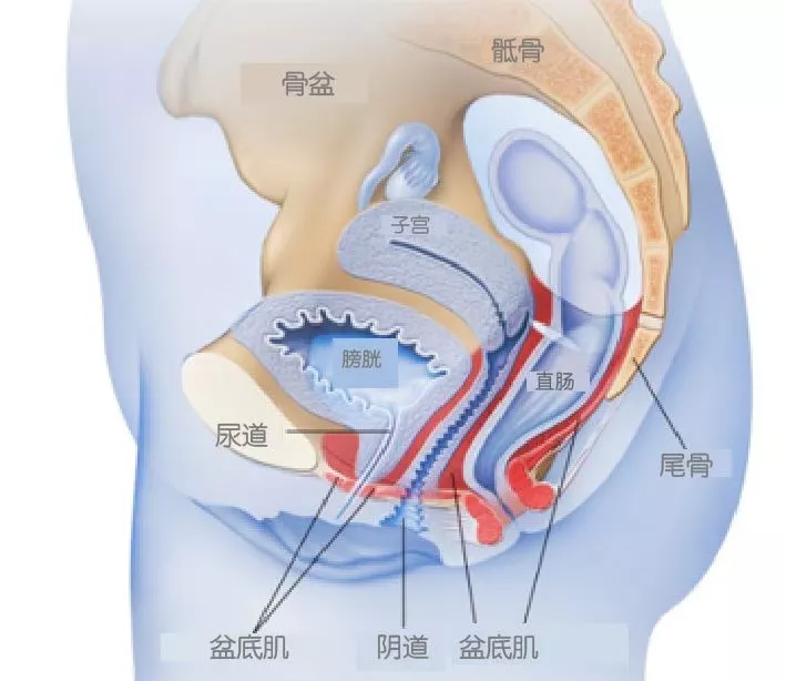 产后盆底肌力测试不及格后,我成了群里的“提醒提肛小助手”