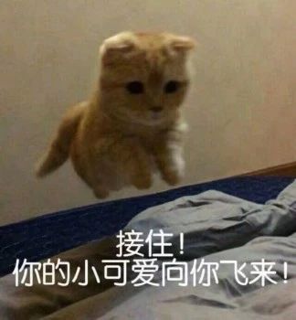 性感猫咪，在线陪聊