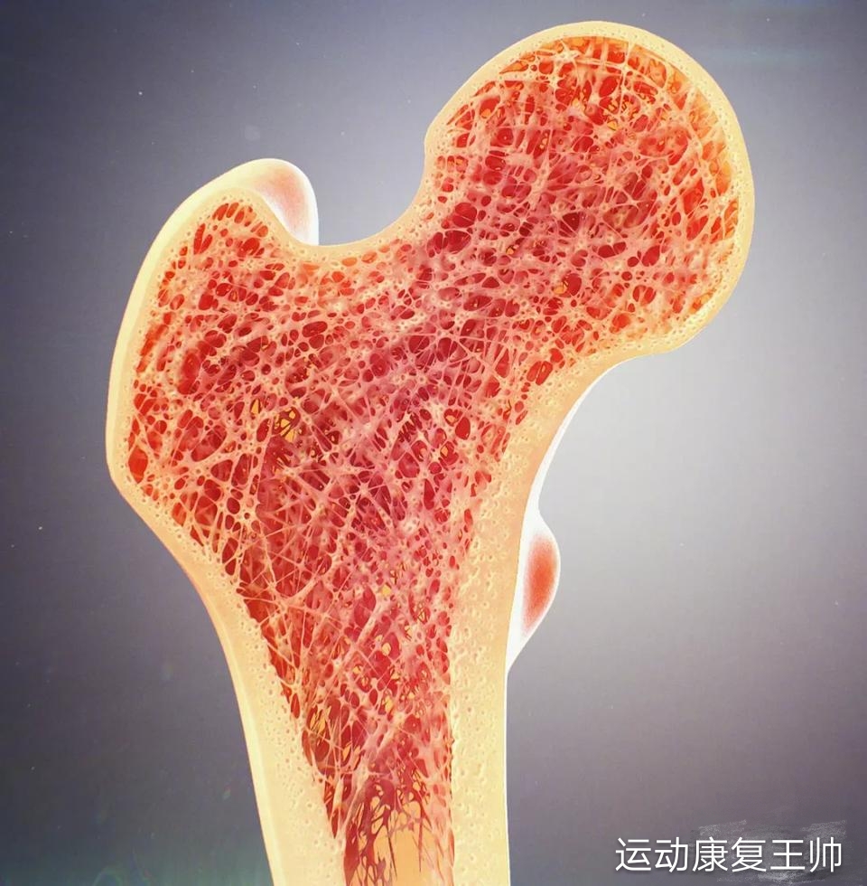 骨折骺,骨痂是如何一步一步搭建起来的呢?