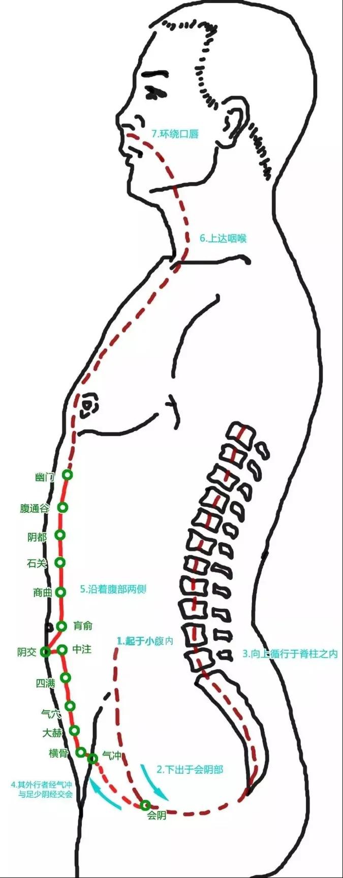 任脉行于胸腹正中,上抵颊部;——督脉行于腰背正中,上至头面;冲
