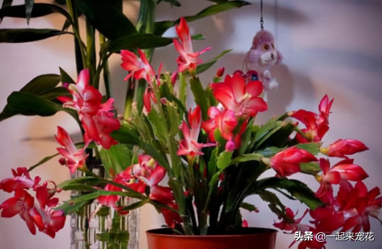 花期长好看又好养的花（分享适合新手的5款懒人花）