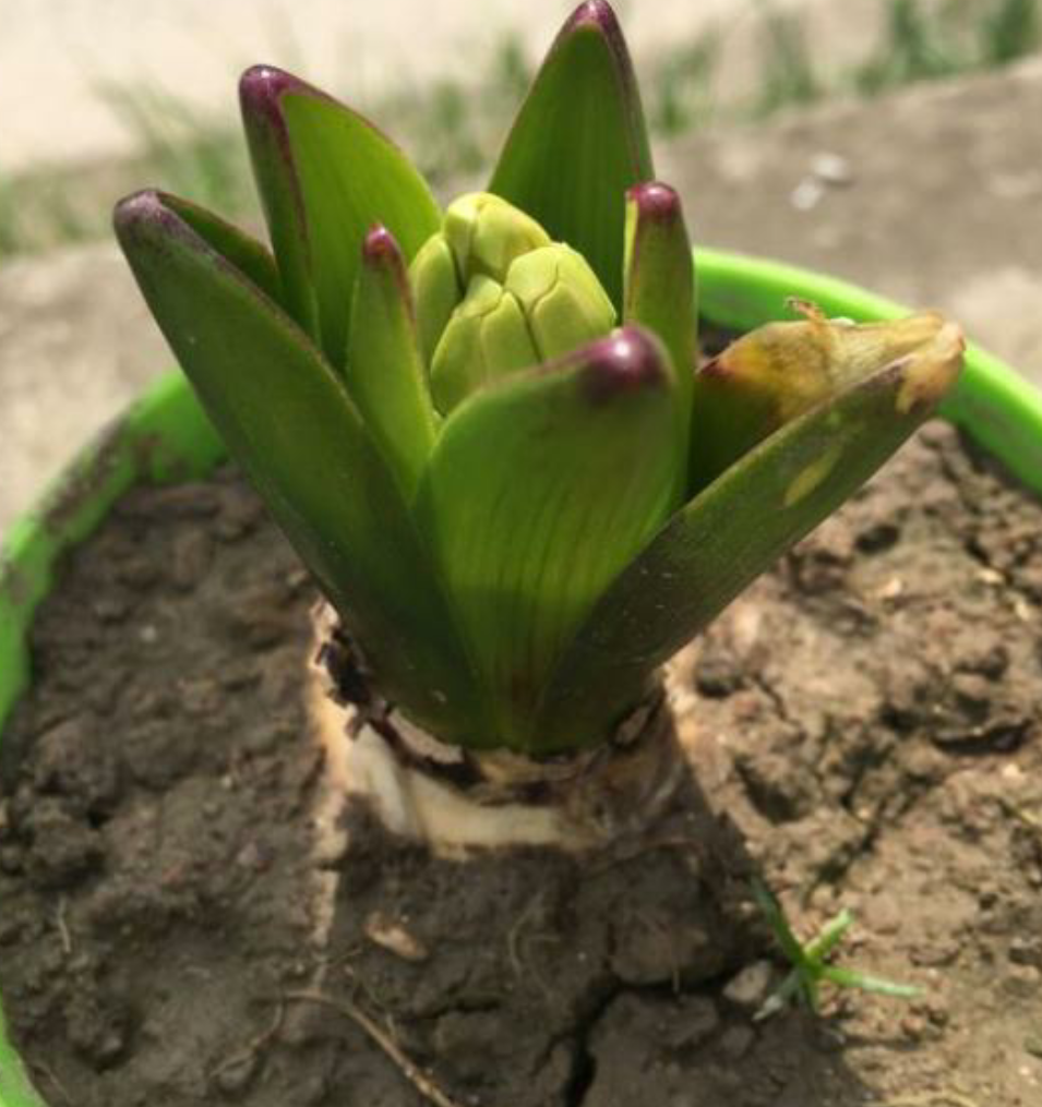 土培风信子,从上盆到养护,掌握好"技巧",才能花开灿烂