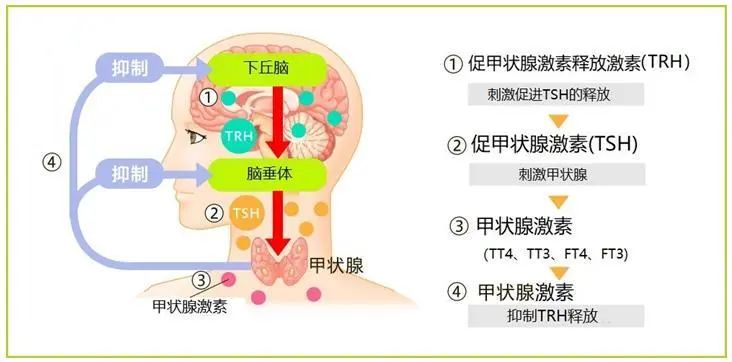 我们先来了解下我们的"下丘脑-垂体-甲状腺"轴