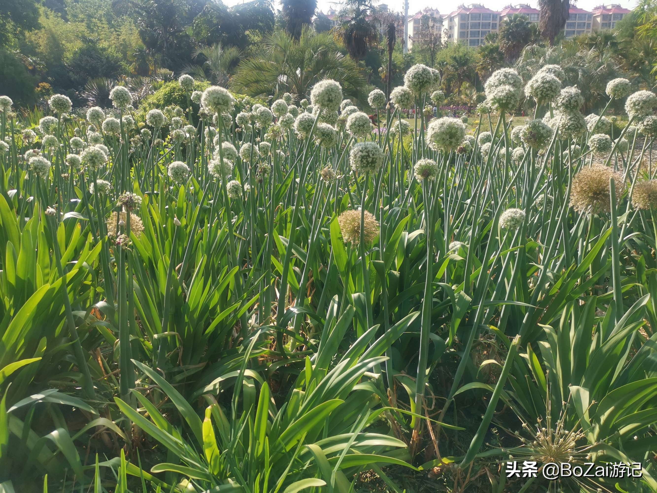 昆明有什么好玩的地方景点推荐，昆明必去的21个景点