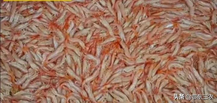 渔民在大海捕捞，下一次海能捞100多吨鱼虾上船立即冰冻，真赚钱